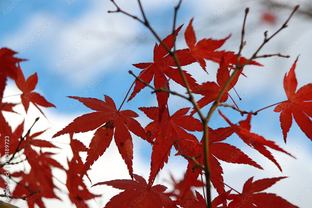 Red Japanese Leaf on the tree with background out focus blue sky. The leaves change color from green to yellow, orange and red in autumn. Red Japanese Leaf on the tree with background out focus blue sky. The leaves change color from green to yellow, orange and red in autumn.