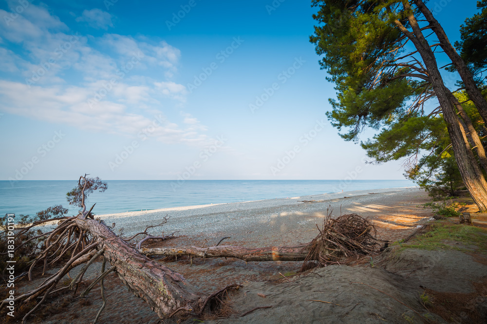 Fallen pines on the beach on a calm, warm summer day