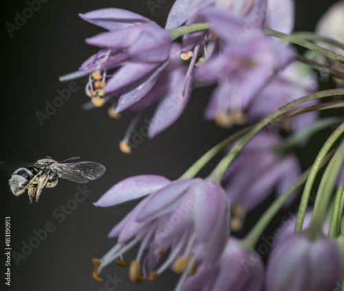 Flowers from nature