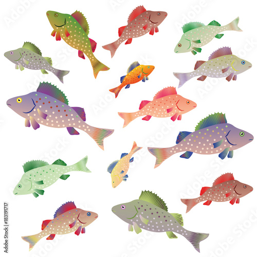 Many colorful fish perches on a white background