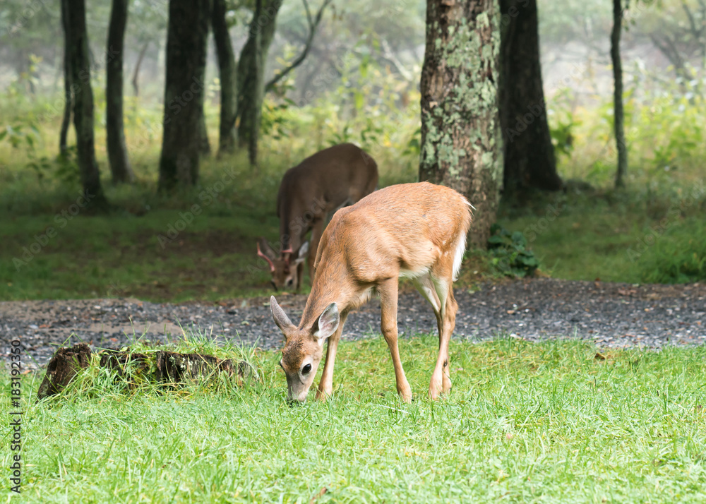 Fawn and Buck at Campground Fawn and Buck at Campground