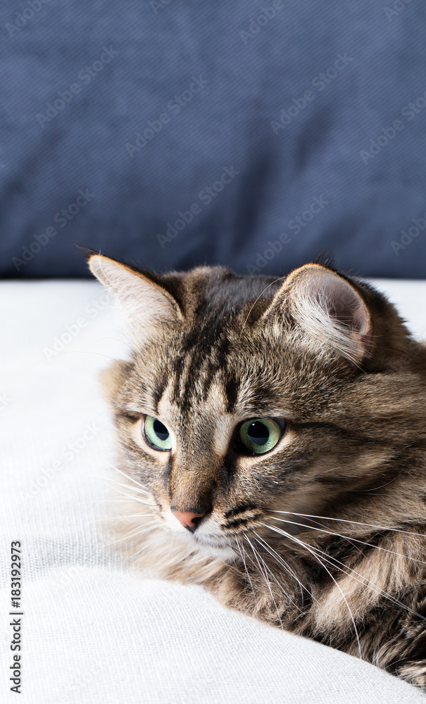 Home striped cat on sofa, vacation, animals, close-up, vertical