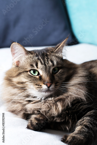 Home striped cat on sofa, vacation, animals, close-up, vertical horizontal
