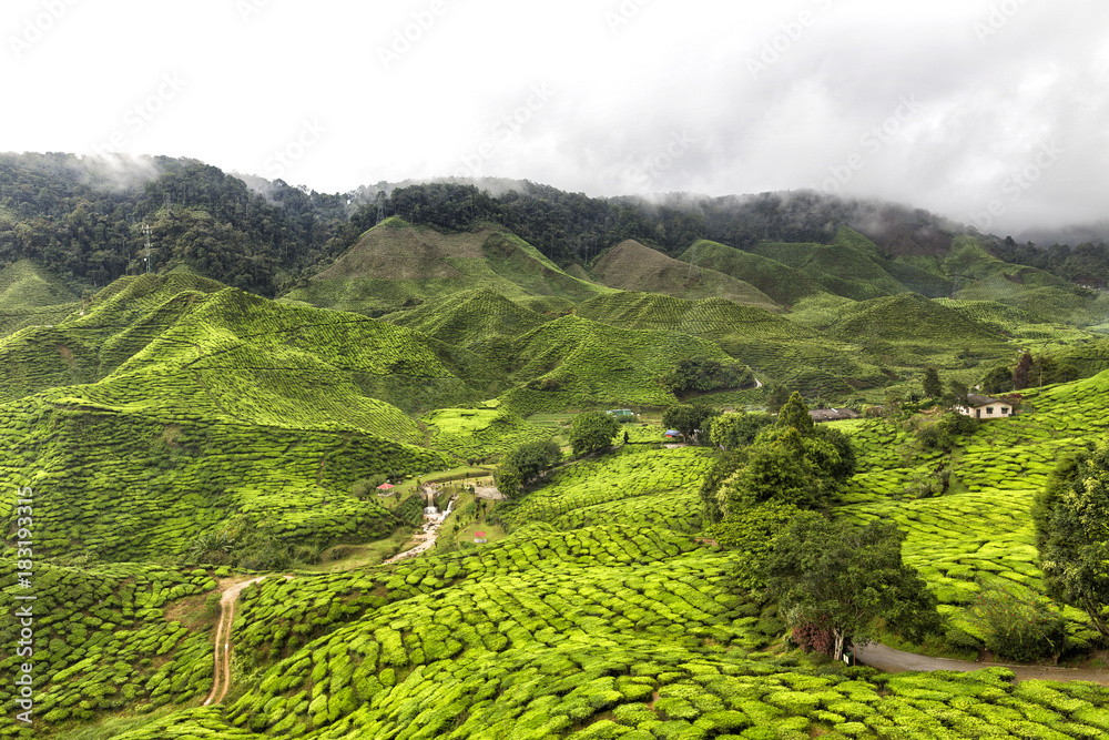 Tea plantations in the Cameron Highlands