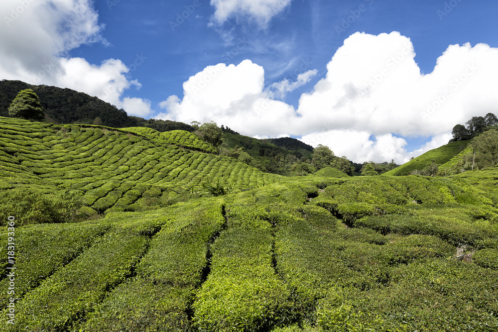 Fototapeta premium Tea plantation in Cameron Highlands