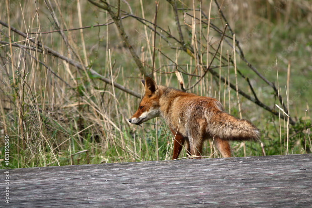 Fototapeta premium red fox