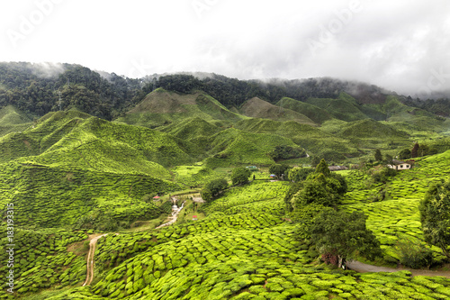 Tea plantations in the Cameron Highlands © Anthony Shaw