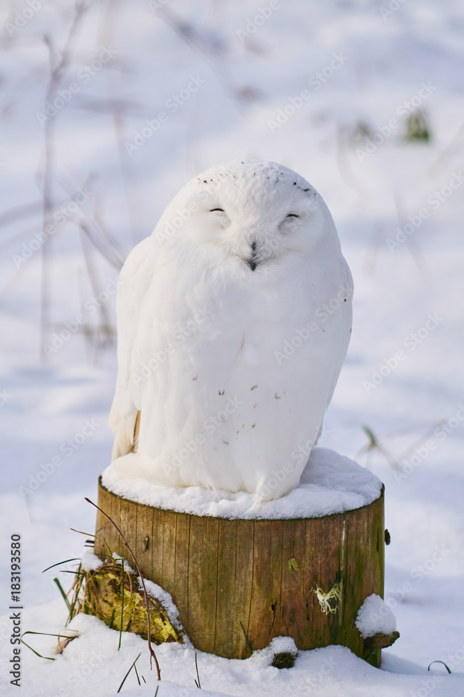 Fototapeta premium 冬のシロフクロウ