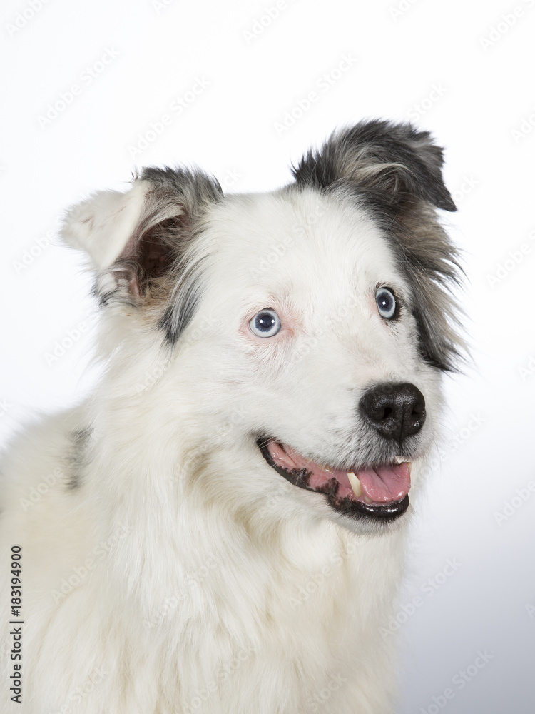 Young Australian shepherd dog portrait. Blue eyes. Image taken in a studio with white background.