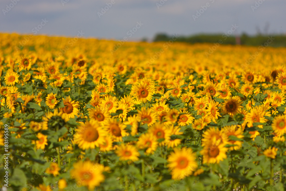 Fototapeta premium Sunflowers