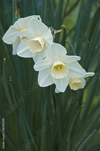 Fototapeta Naklejka Na Ścianę i Meble -  Jonquilla daffodil (Narcissus x Silver Smiles)wer