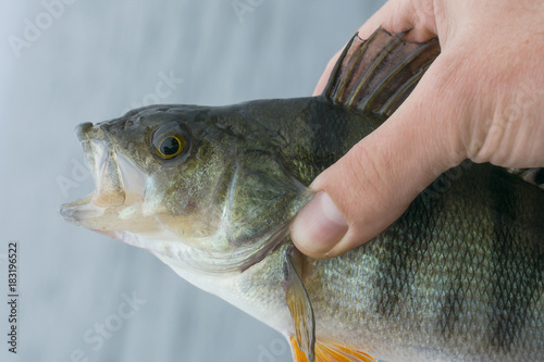 Fototapeta Naklejka Na Ścianę i Meble -  Perch fish trophy in hand of fisherman