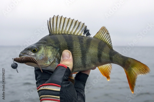 Perch fish trophy in hand of fisherman