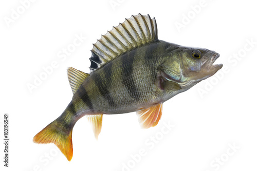 Perch fish trophy isolated on white background. Perca fluviatilis