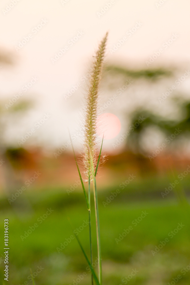 Fototapeta premium flower grass is blooming on autumn
