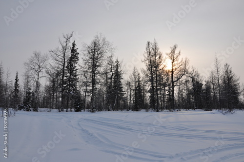 Winter evening landscape with snow, forest and cold sun. Frosty sundown © Oksana