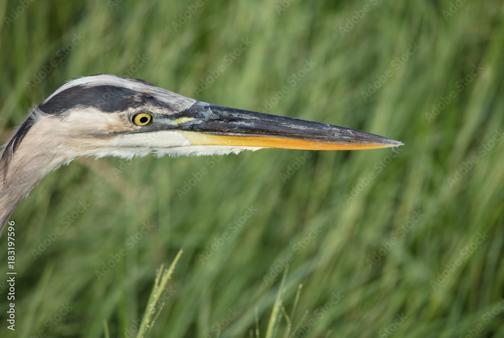 great blue heron close up portrait in the florida wetlands great blue heron close up portrait in the florida wetlands
