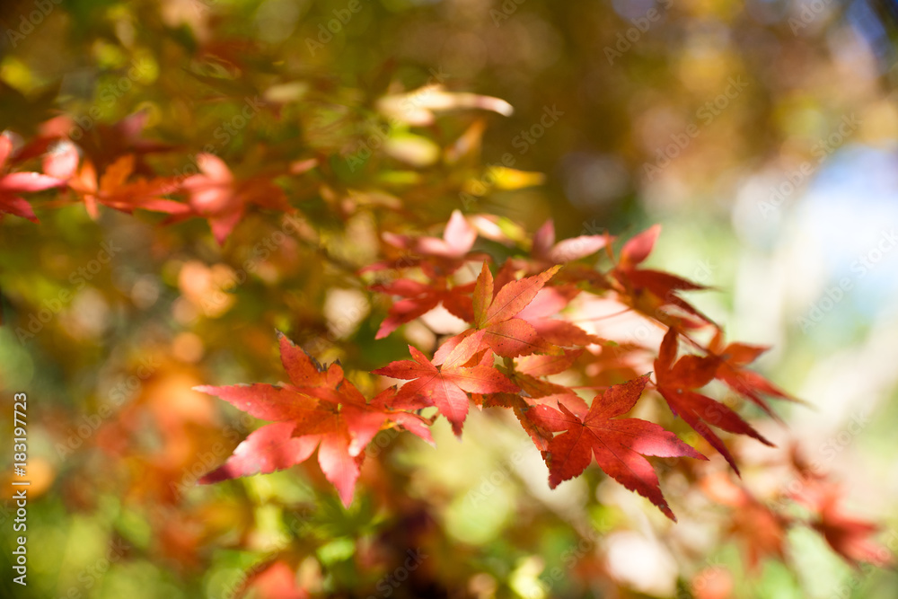 紅葉の秋 紅葉の秋