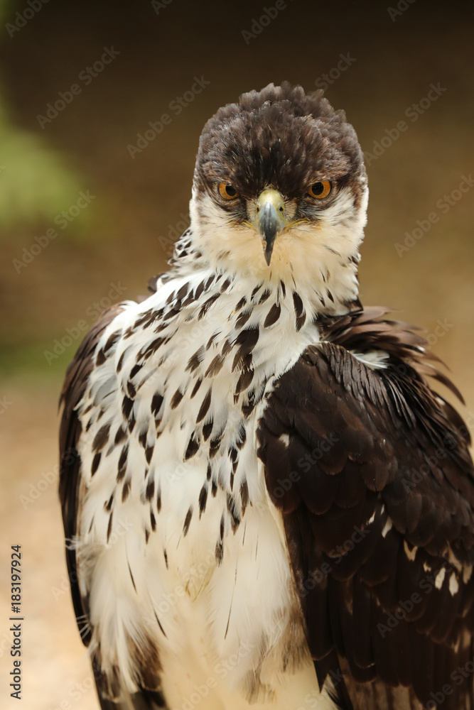 Portrait of an African Hawk Eagle Portrait of an African Hawk Eagle