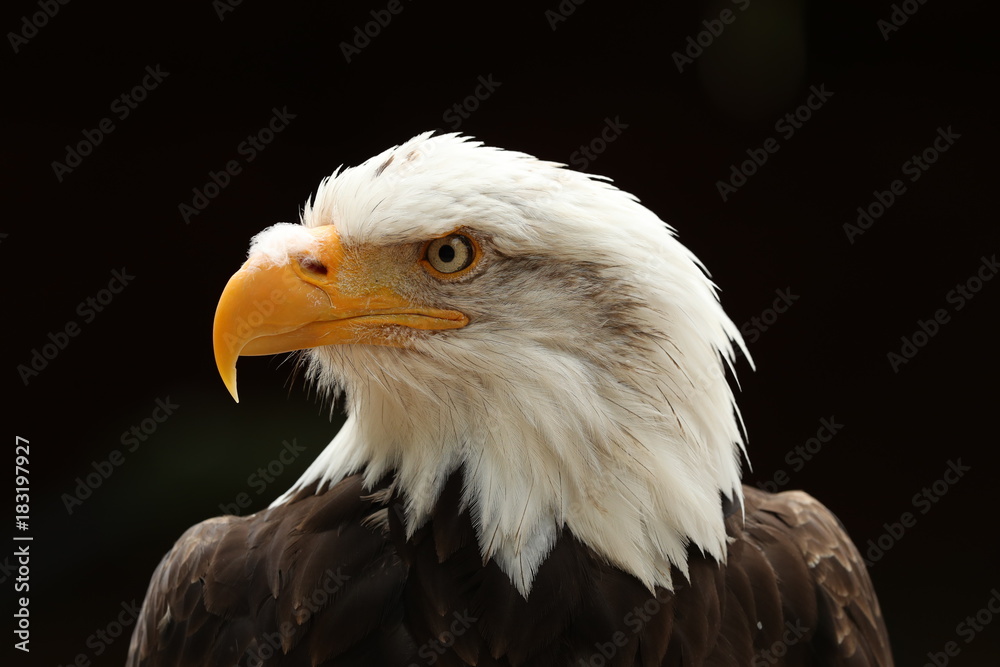 Obraz premium Portrait up of a Bald Eagle