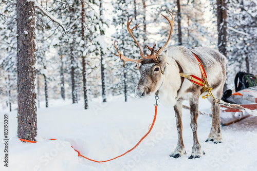 Reindeer safari © BlueOrange Studio