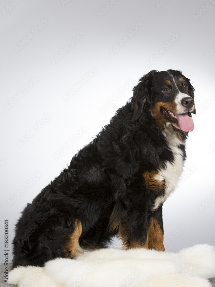Bernese mountain dog in a studio. Image taken with white background. Big and beautiful dog.