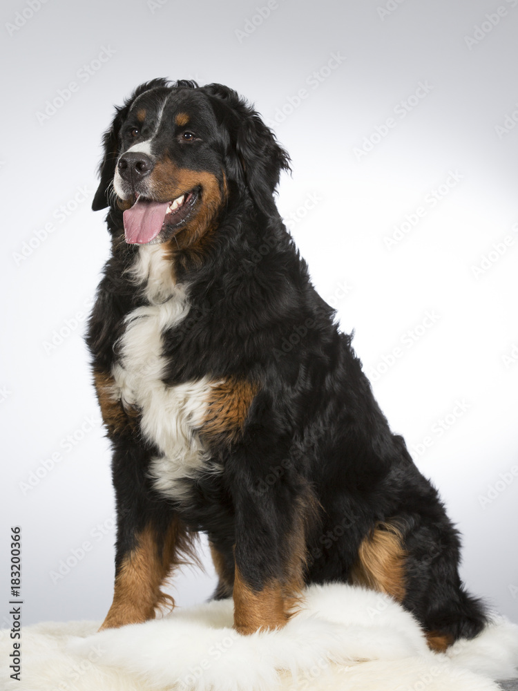Bernese mountain dog in a studio. Image taken with white background. Big and beautiful dog.