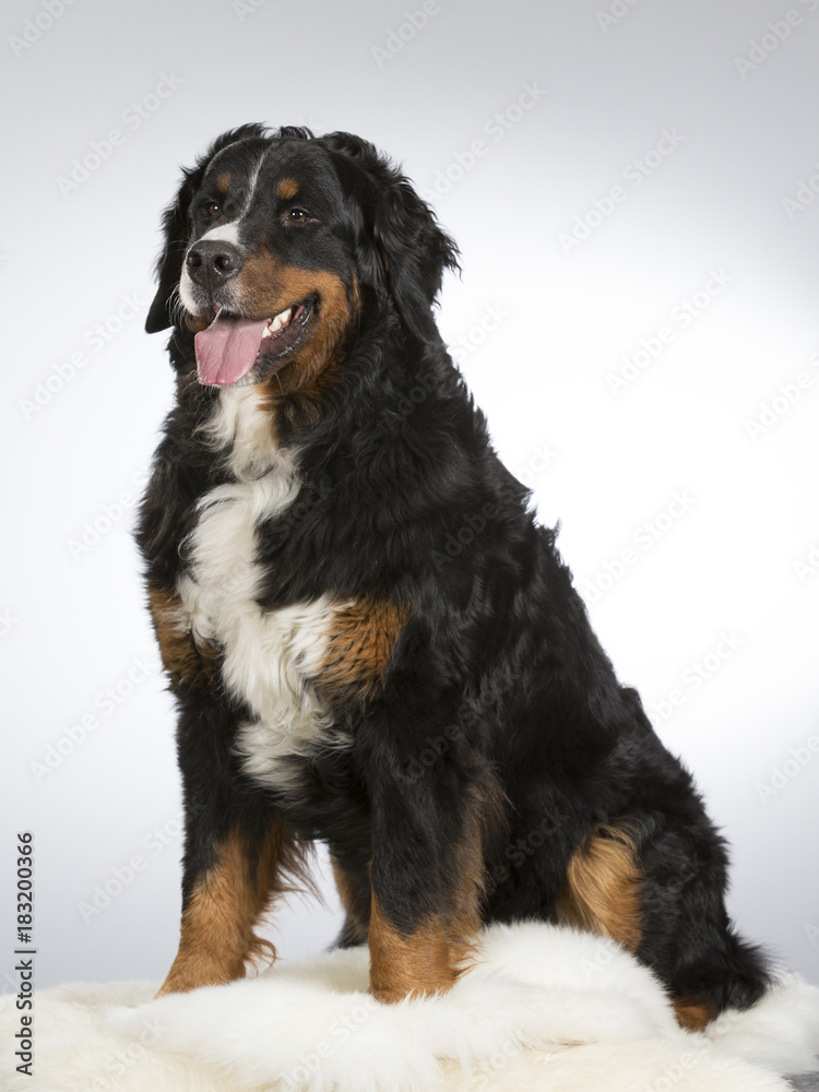 Bernese mountain dog in a studio. Image taken with white background. Big and beautiful dog. Bernese mountain dog in a studio. Image taken with white background. Big and beautiful dog.