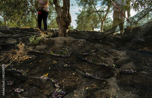 Couple of workers, a man and a woman, in the olive harvest. Picking olives in Seville, Andalusia, Spain.