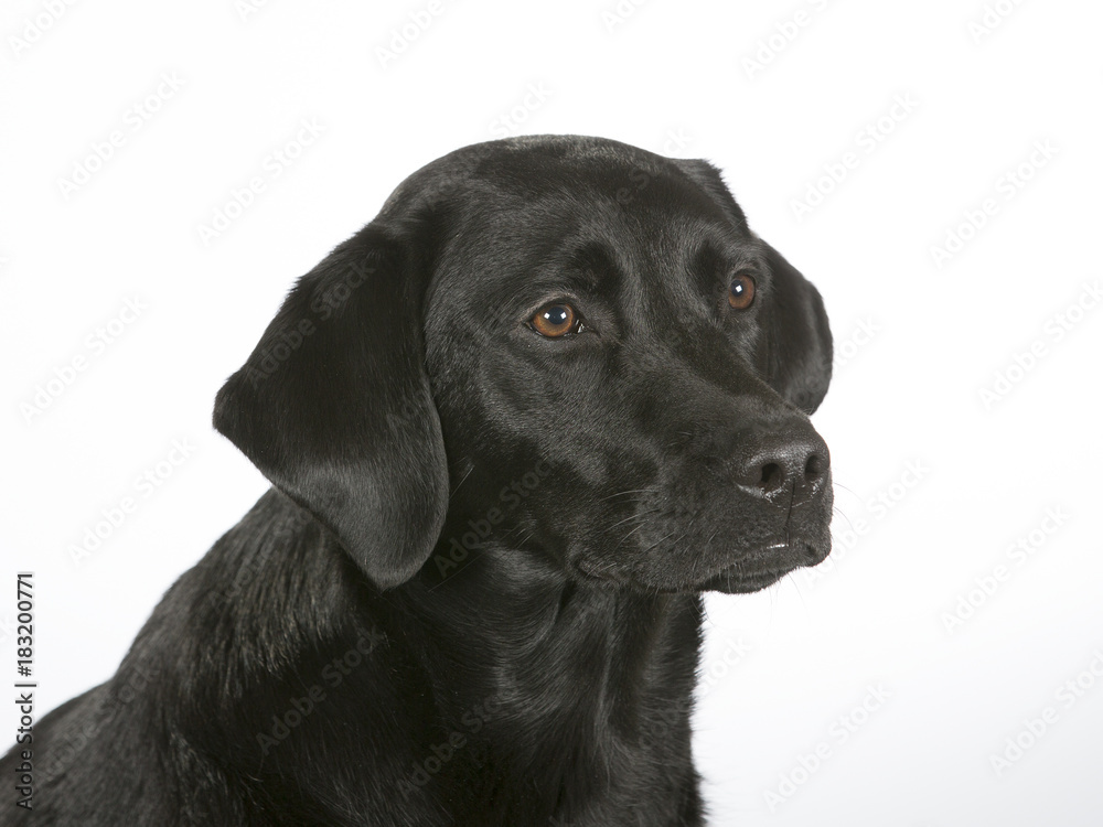 Black labrador dog portrait. Image taken in a studio with white background. Black labrador dog portrait. Image taken in a studio with white background.