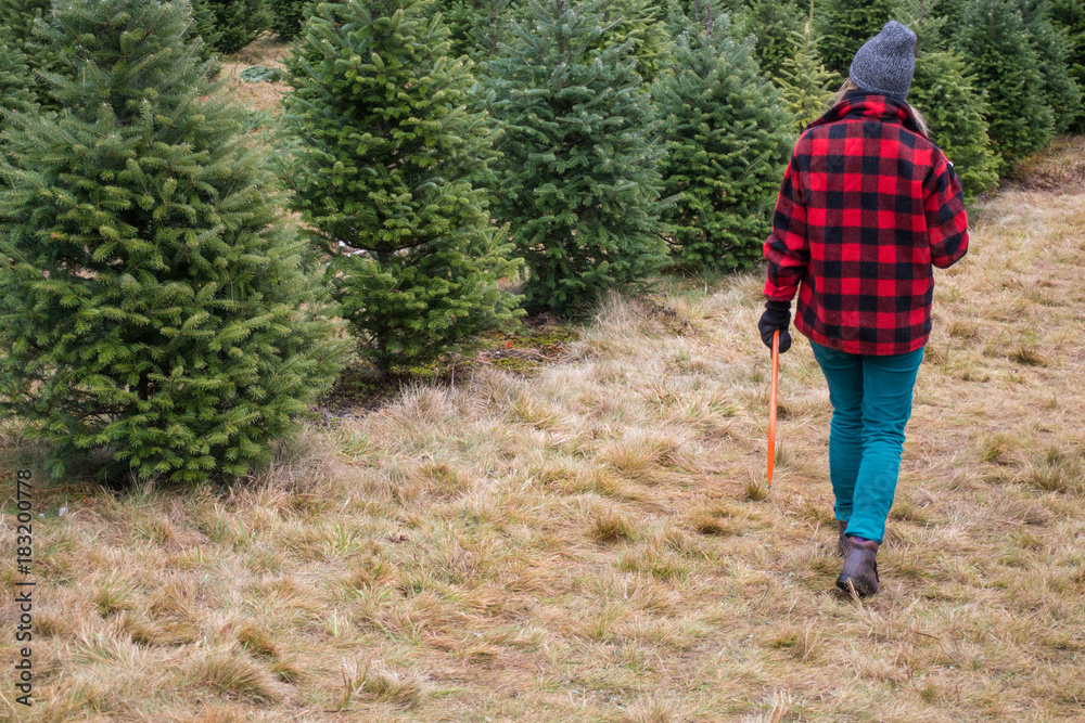 Cut Your Own Christmas Tree