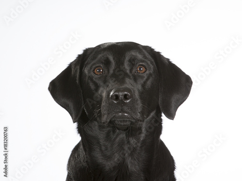 Black labrador dog portrait. Image taken in a studio with white background.