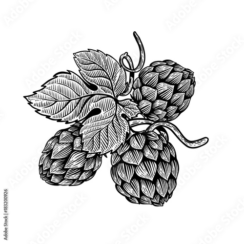 Beer hop illustration in engraving style. Design element for poster, card, banner. Vector illustration