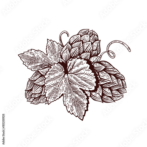 Beer hop illustration in engraving style. Design element for poster, card, banner. Vector illustration