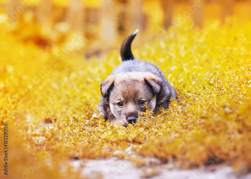 Fotografie cute little puppy walking on the grass in the garden summer fun wagging his tail