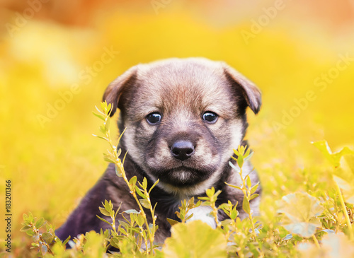adorable little puppy sitting in the bright Sunny grass in the garden