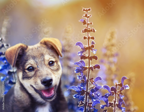 portert cute adorable puppy sits on a Sunny summer meadow of bright purple flowers photo