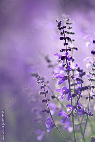 landscape with beautiful delicate purple flowers on the summer meadow