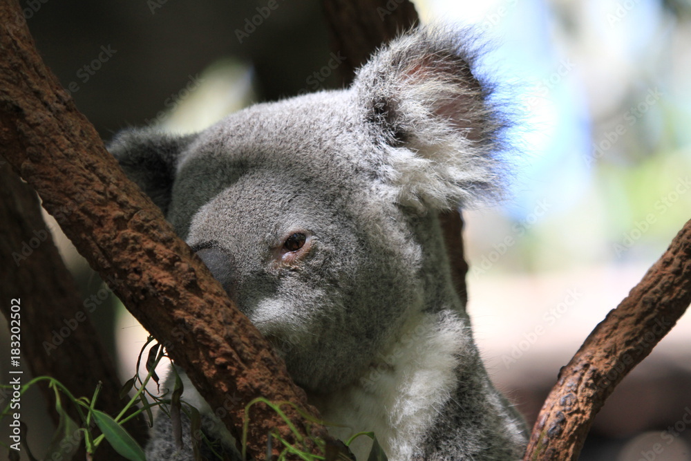Fototapeta premium Cute koala sitting in tree branch