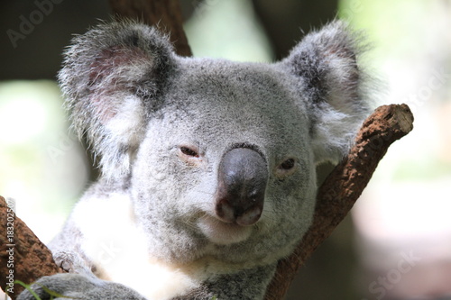 Fototapeta Naklejka Na Ścianę i Meble -  Cute koala sitting in tree branch