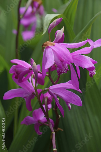 Fototapeta Naklejka Na Ścianę i Meble -  Hyacinth orchid (Bletilla striata). Called Chinese ground orchid also
