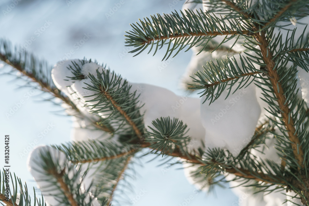 closeup small spruce tree in warm morning after snowfall