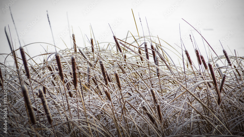 Obraz premium winter, frost, nature landscape on the grass covered with frost and snow