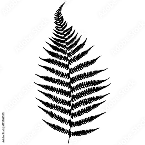 Forest fern. Black isolated silhouette on white background. Vector illustration.