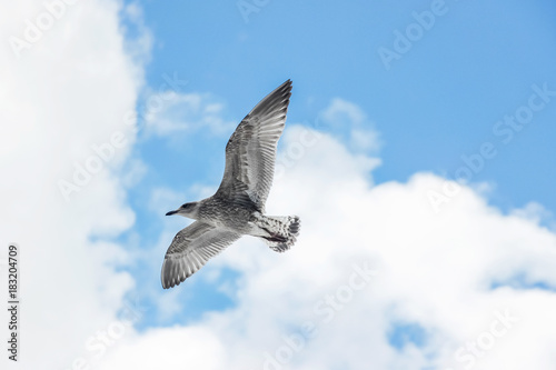 seagull flying in cloudy blue sky