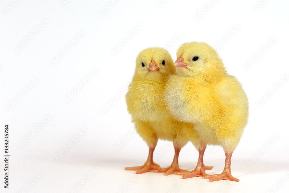 Two little chicken isolated on white Two little chicken isolated on white