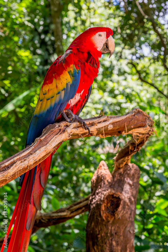 Macaws in Iguazu Falls Bird Park, Brazil.