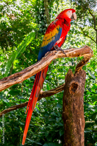 Macaws in Iguazu Falls Bird Park, Brazil.