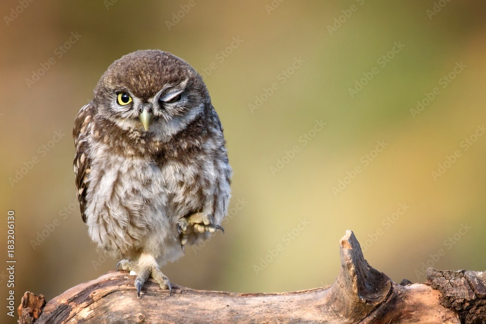little owl (Athene noctua) is on the stone on a beautiful background