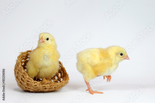 Two little chicken isolated on white